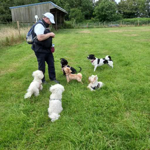 Puppy Playtime 3